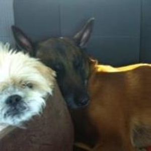 Meet your Posher, Lucy